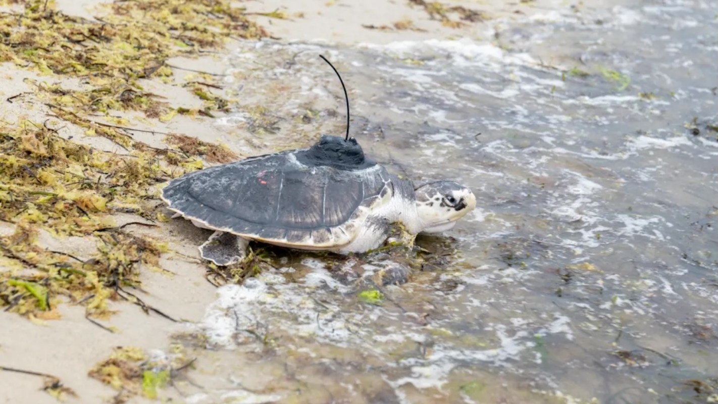A turtle with a tracking device moves along a sandy beach with seaweed.