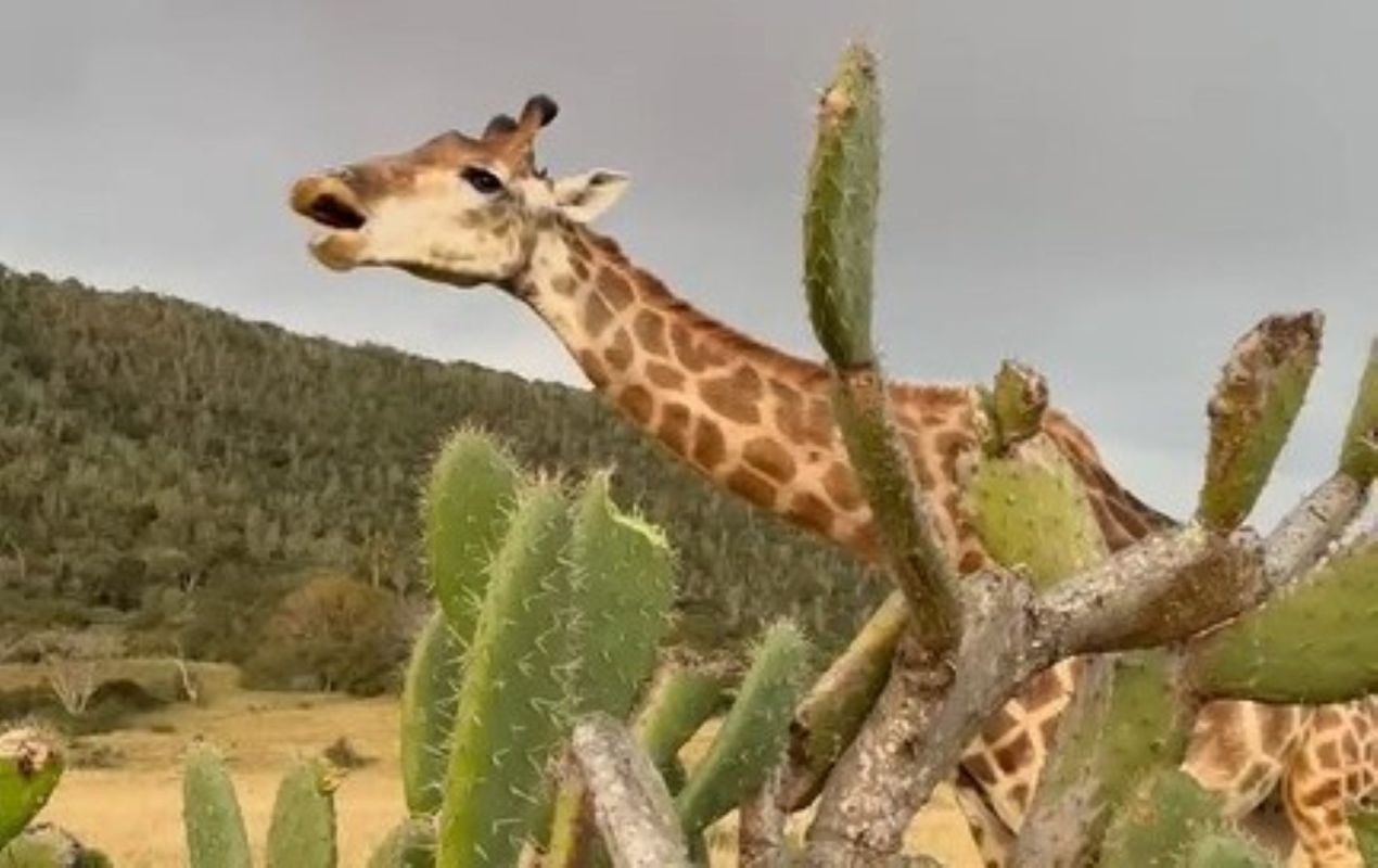 A giraffe near a prickly pear.