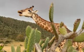 A giraffe near a prickly pear.