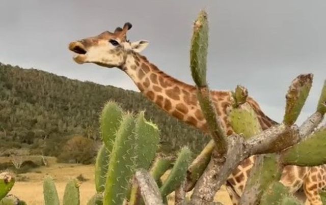 A giraffe near a prickly pear.