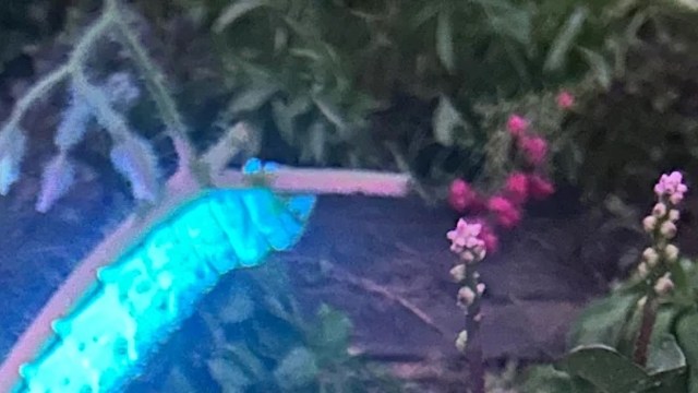 A close-up view of small pink flowers amidst green foliage, with a soft blue light in the background.