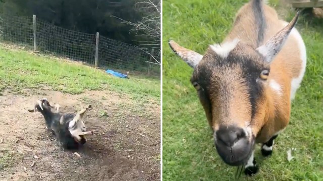 A goat lays on its side, then looks directly into the camera.