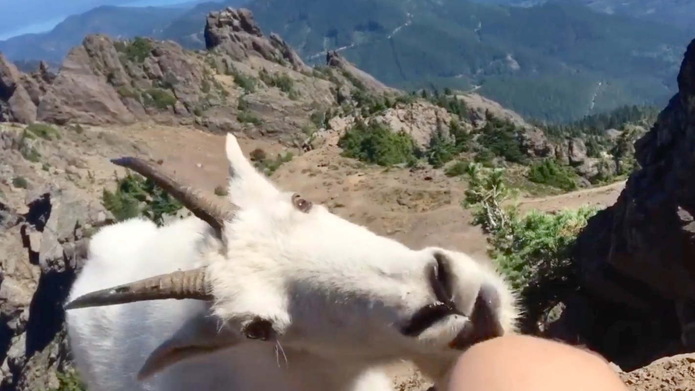 A mountain goat licks a person's leg, with scenic mountains and trees visible in the background.