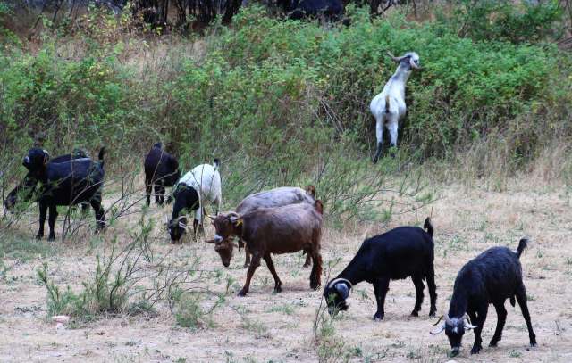 A group of goats of various colors grazing in a grassy field surrounded by shrubs.