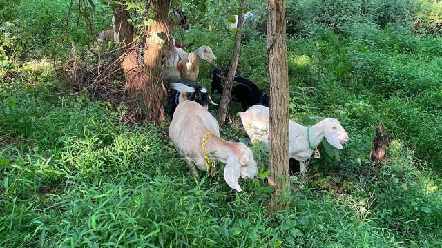 A group of goats grazing in a park.