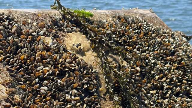 A rocky coastline covered with golden mussels.