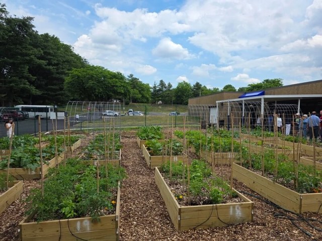 A community garden with raised beds filled with green plants, trellises, and a wooded area in the background.
