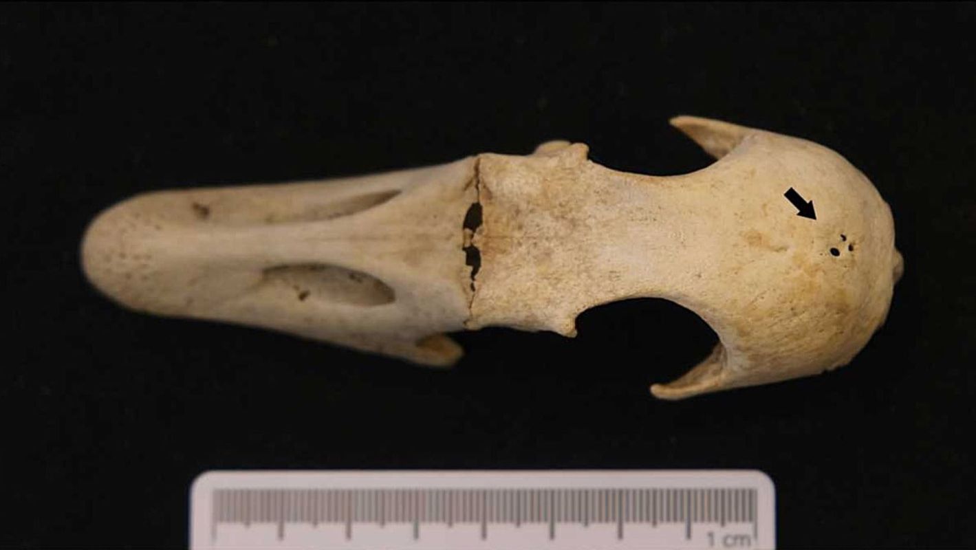 A close-up view of a goose skull fossil with notable features and a ruler for scale.