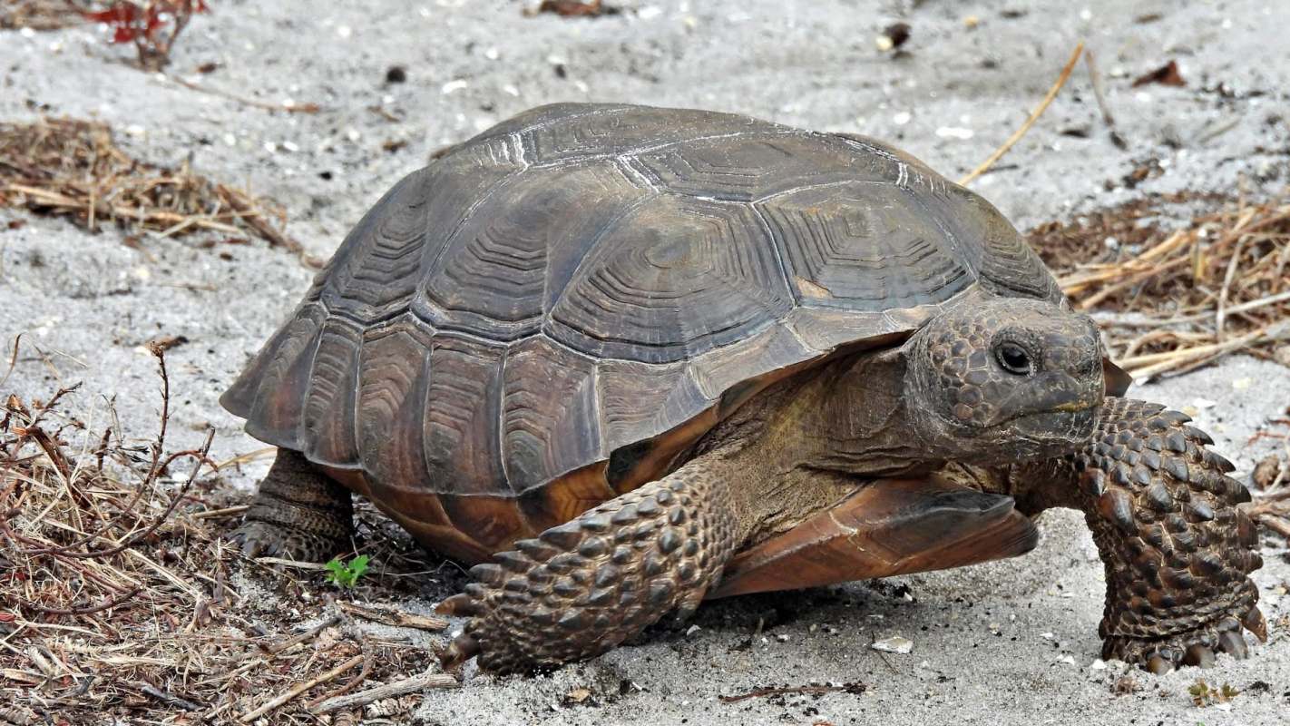 A close-up of a gopher tortoise moving across sandy ground with sparse vegetation.