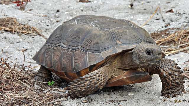 A close-up of a gopher tortoise moving across sandy ground with sparse vegetation.