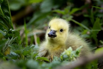 A gosling.