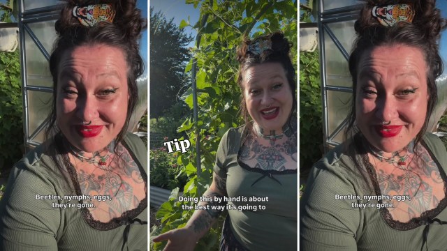 A gardener sharing tips for natural pest control.