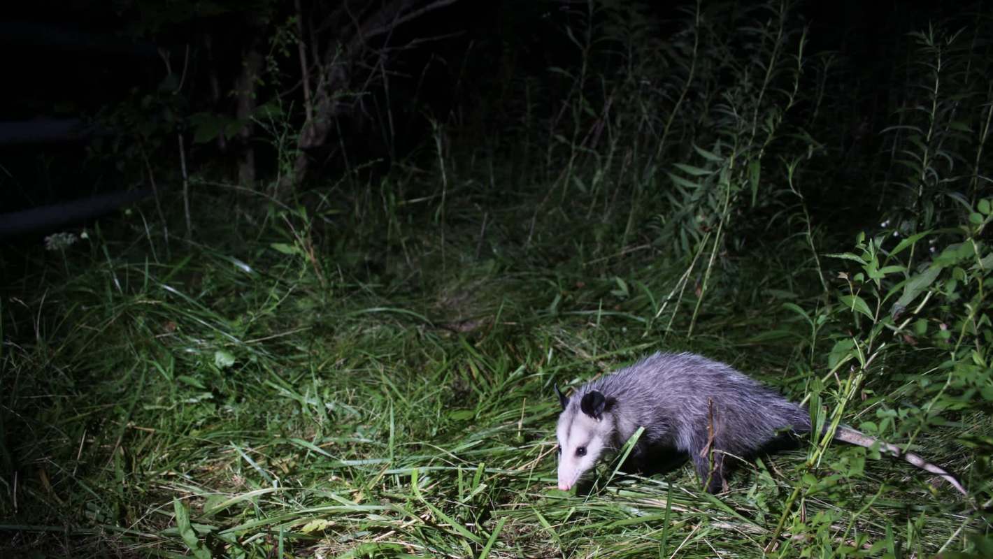 A young opossum forages on a grassy ground in a dimly lit outdoor setting.