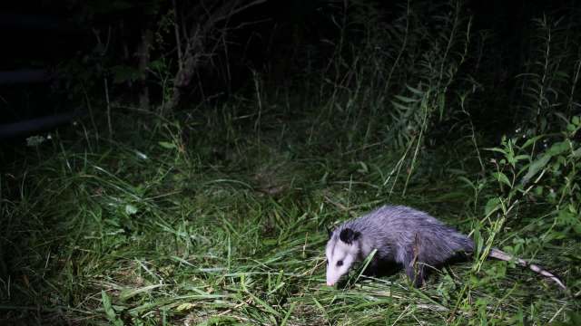 A young opossum forages on a grassy ground in a dimly lit outdoor setting.