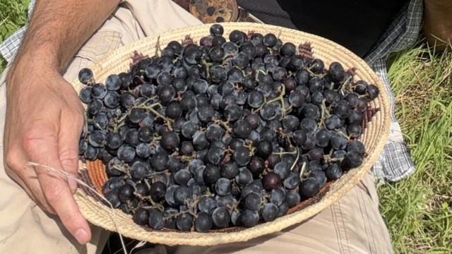 A person holding a woven basket filled with freshly picked dark purple grapes.