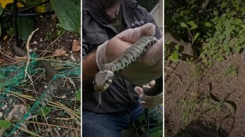 A person in gloves holds a grass snake.