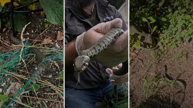 A person in gloves holds a grass snake.
