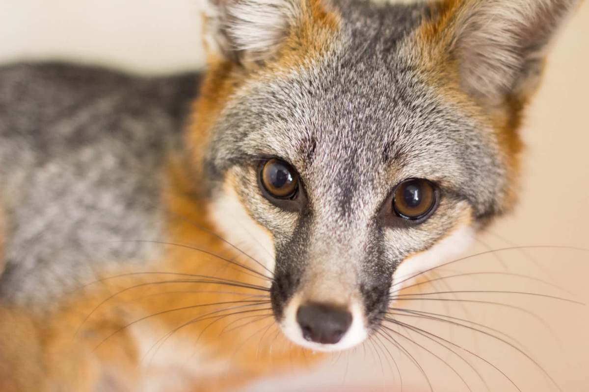 A gray fox with striking eyes and prominent whiskers.
