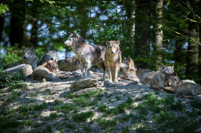 A pack of gray wolves.