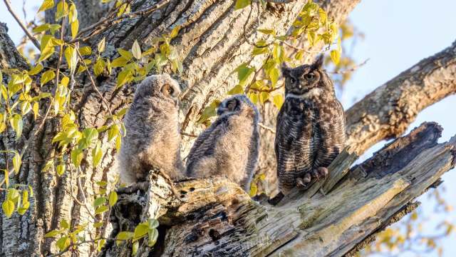 Two young great horned owlets perched on a tree branch, accompanied by an adult owl, amid fresh green leaves.