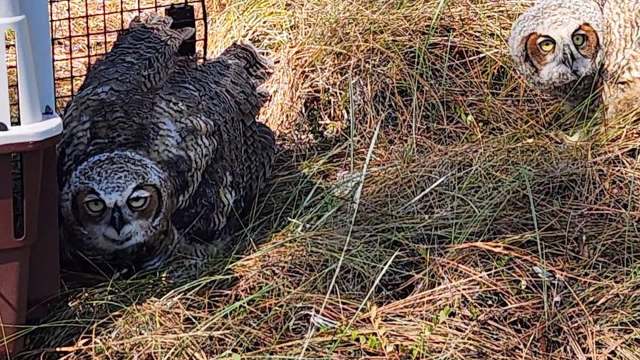Two owls resting on the ground among grass, with one partially hidden behind a crate.
