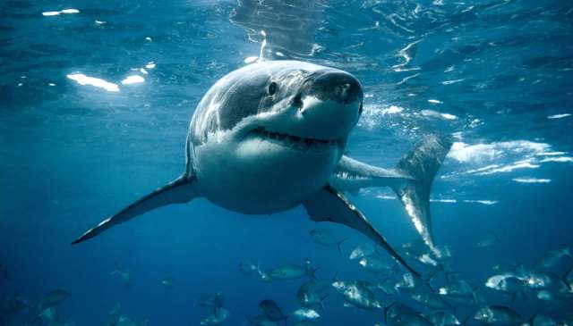 A great white shark swims underwater among smaller fish.
