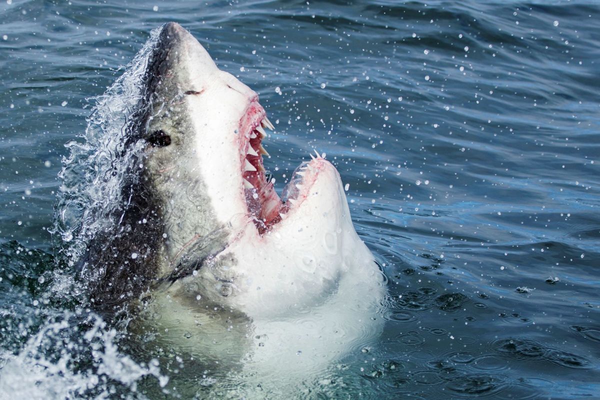 A great white shark breaches the surface of the water.