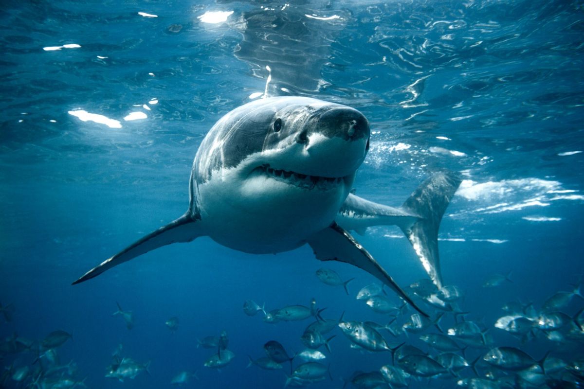 A great white shark.