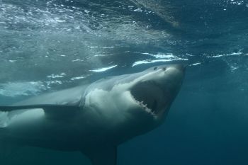 A great white shark.