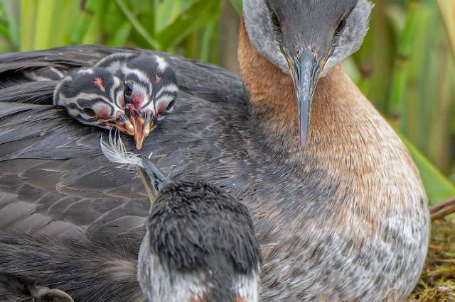 A adult grebe with two chicks peeking from its back, surrounded by lush greenery.