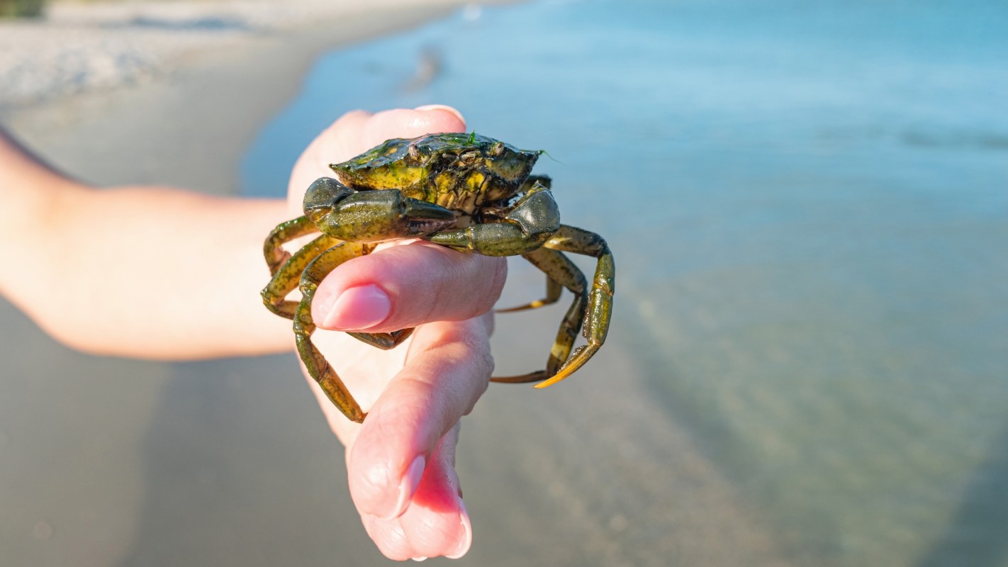 A person holds a green crab in their hand near a calm beach and turquoise water.