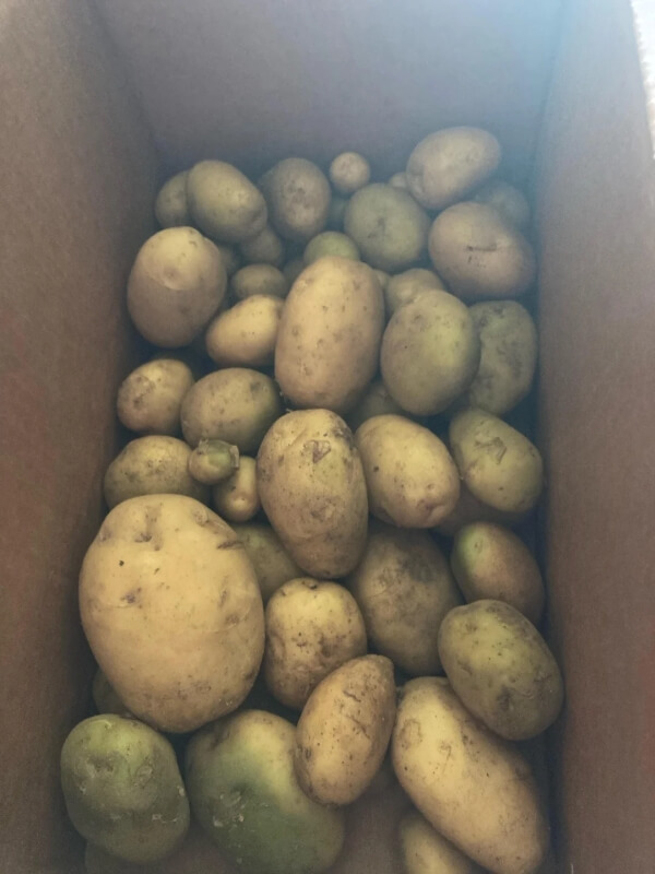 Green potatoes in a box.