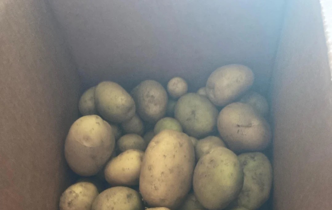 Green potatoes in a box.