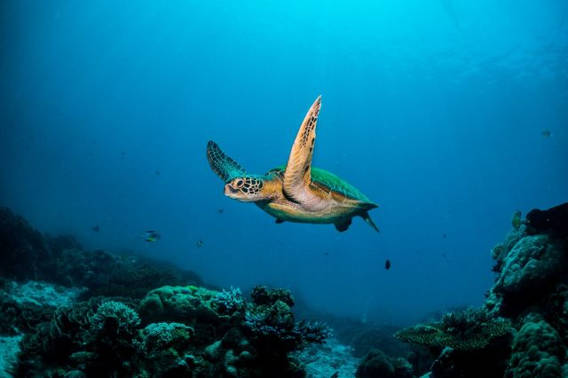 A green sea turtle swimming in the ocean.