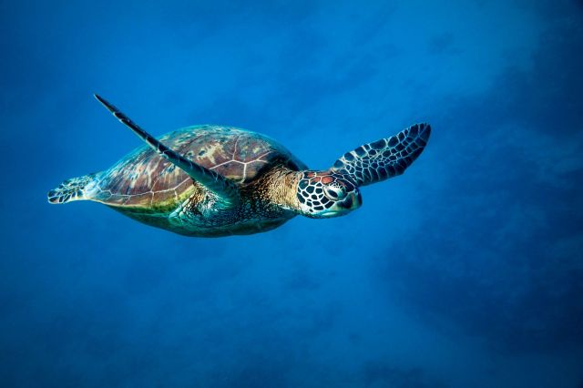 A green sea turtle.
