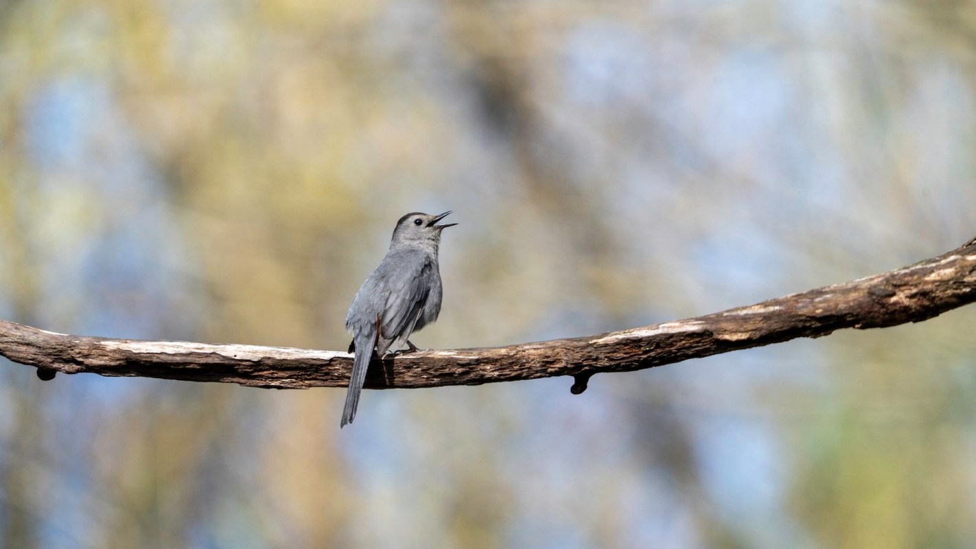 A gray bird perched on a branch, singing with a blurred background of greenery.