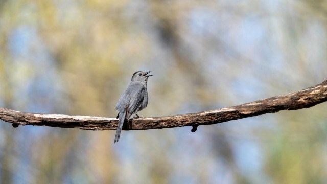 A gray bird perched on a branch, singing with a blurred background of greenery.