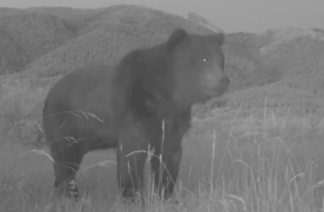 A black-and-white image of a bear standing in a grassy field with mountains in the background.