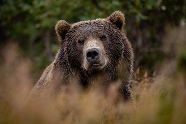 A grizzly bear.