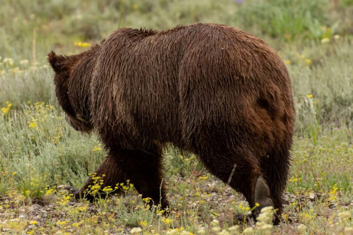 A grizzly bear.