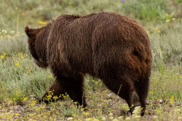 A grizzly bear.