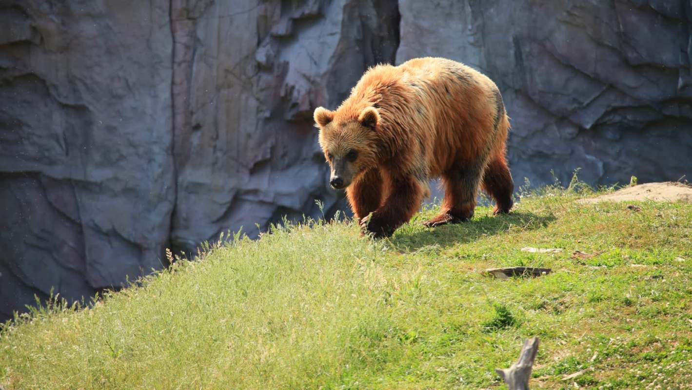 A bear walks on grass near a rocky cliff.