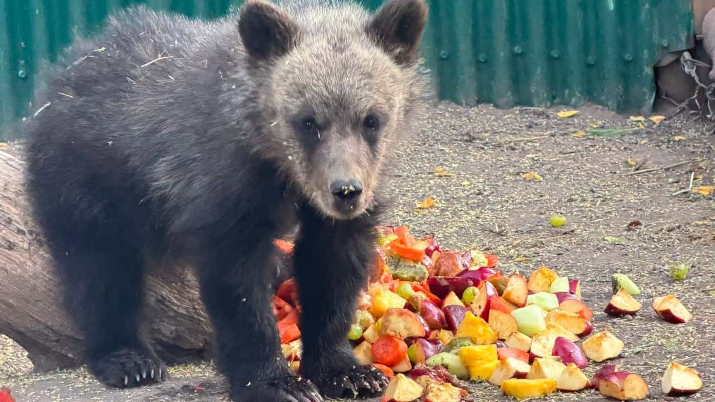A grizzly cub standing by a pile of fruit.