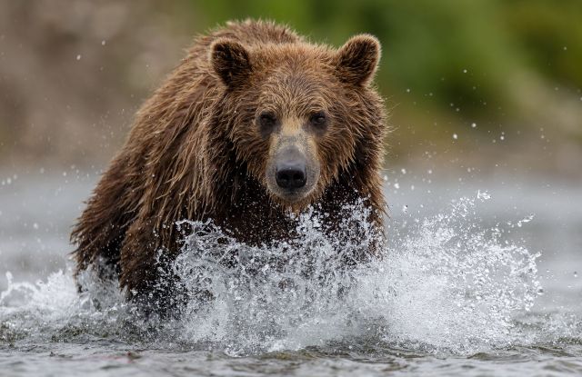A grizzly bear splashing across the water.