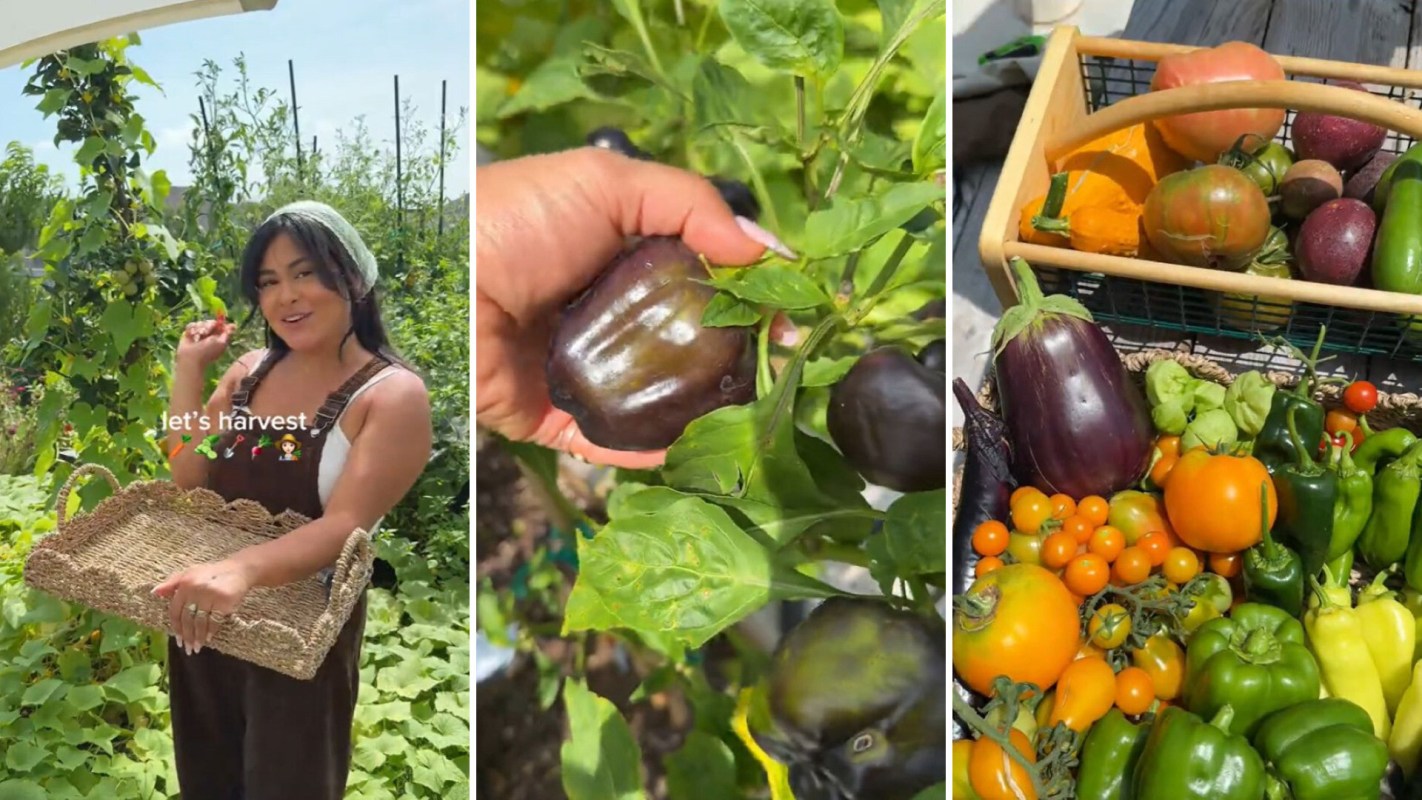 A woman harvesting vegetables into a basket.