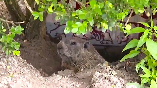 A groundhog peeks out from its burrow surrounded by green foliage.