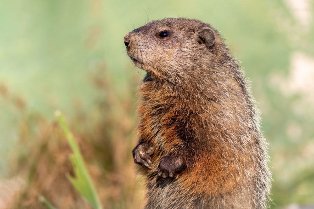 A groundhog.
