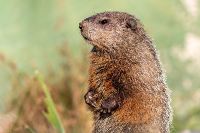 A groundhog.