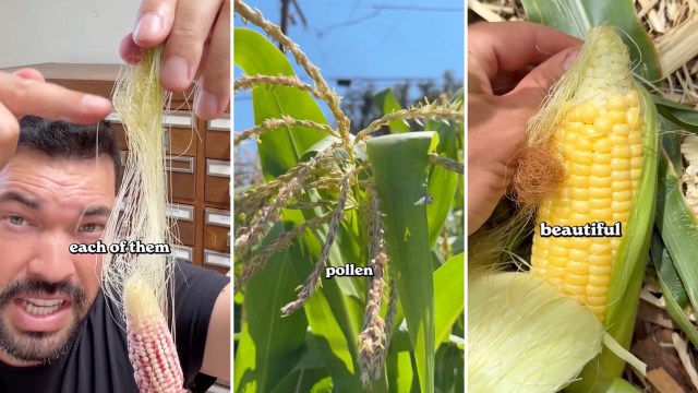 A man discusses corn silk and pollen while showcasing ripe corn on the cob in a sunny outdoor setting.