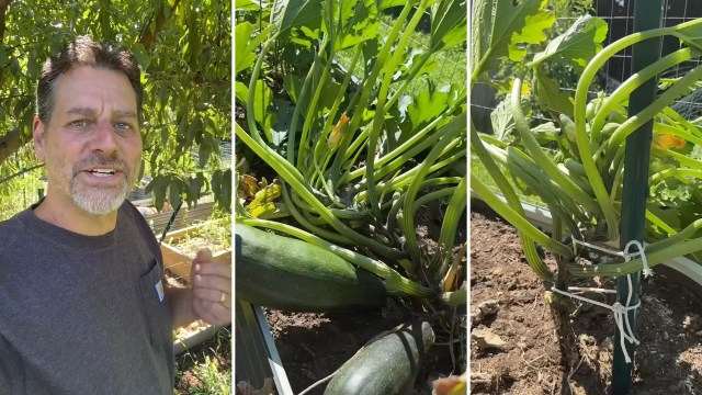 A man stands in a garden with zucchini plants growing.